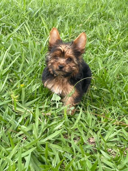 O YORKSHIRE DOS SEUS SONHOS EST AQUI E CRIADO POR MDICA VETERINRIA CES LINDOS