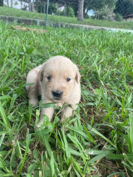 NOSSOS FILHOTES DE GOLDEN RETRIEVER CHAMAM A ATEN��O POR ONDE PASSAM C�ES CRIADOS POR M�DICA VET