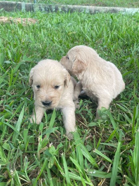 NOSSOS FILHOTES DE GOLDEN RETRIEVER CHAMAM A ATEN��O POR ONDE PASSAM C�ES CRIADOS POR M�DICA VET