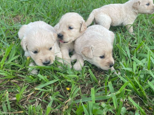 NOSSOS FILHOTES DE GOLDEN RETRIEVER CHAMAM A ATEN��O POR ONDE PASSAM C�ES CRIADOS POR M�DICA VET