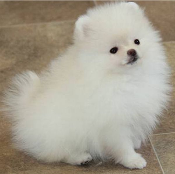 Spitz Ano Pomerania Branco
