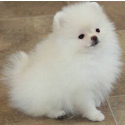 Spitz Alemo Spitz Ano Pomerania Branco Lisboa Lisboa