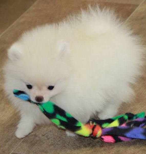 Spitz Ano Pomerania Branco