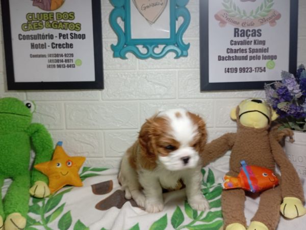 cavalier king charles