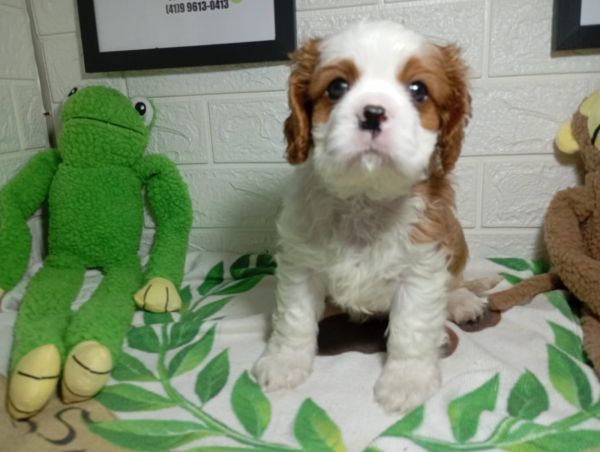 cavalier king charles