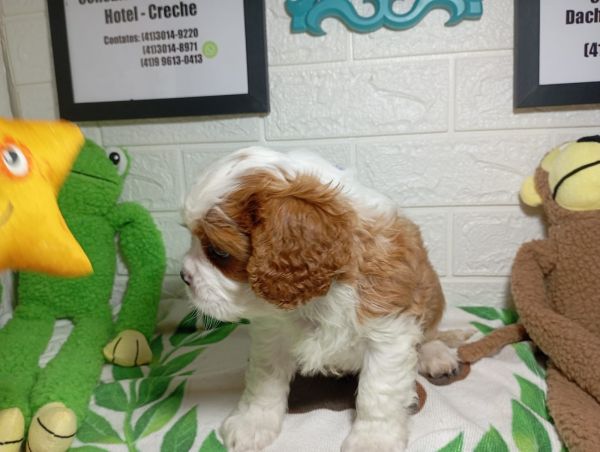 cavalier king charles