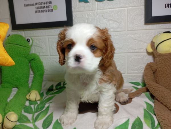 cavalier king charles