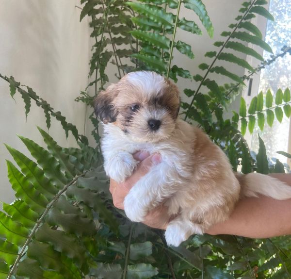 Shih tzu Shih tzu
