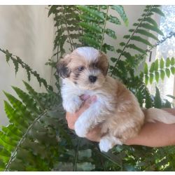 Shih-tzu Shih tzu