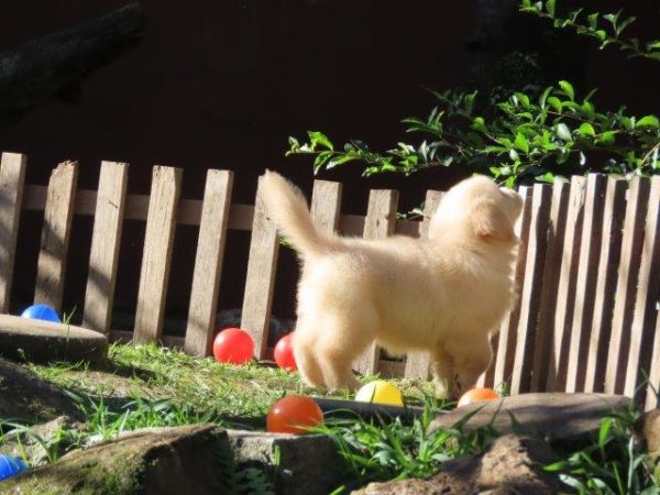 Golden Retriever Tajj Mahall Filhote Fmea Microchipada Curitiba Vacina Importada TOP