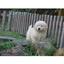 Golden Retriever Golden Retriever Tajj Mahall OPORTUNIDADE Filhote Macho Curitiba Com duas doses da vacina importada Paran CURITIBA