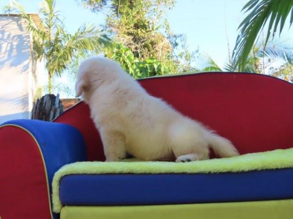 Golden Retriever Tajj Mahall OPORTUNIDADE Filhote Macho Curitiba Com duas doses da vacina importada