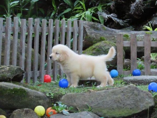Golden Retriever Tajj Mahall OPORTUNIDADE Filhote Macho Curitiba Com duas doses da vacina importada