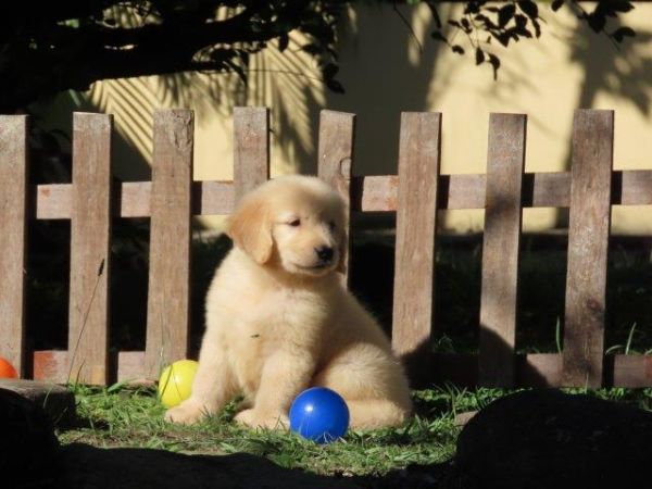 Golden Retriever OPORTUNIDADE Tajj Mahall Filhote Fmea Microchip Pronta Para Ser Entregue Curitiba