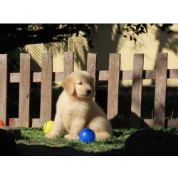 Golden Retriever Golden Retriever OPORTUNIDADE Tajj Mahall Filhote Fmea Microchip Pronta Para Ser Entregue Curitiba Paran CURITIBA