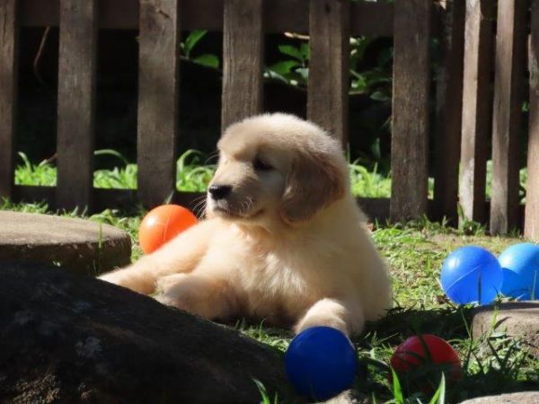 Golden Retriever OPORTUNIDADE Tajj Mahall Filhote Fmea Microchip Pronta Para Ser Entregue Curitiba