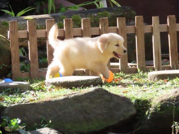 Golden Retriever OPORTUNIDADE Tajj Mahall Filhote Fmea Microchip Pronta Para Ser Entregue Curitiba