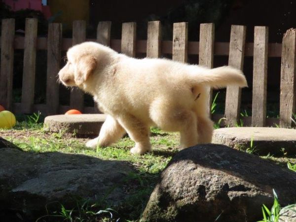 Golden Retriever OPORTUNIDADE Tajj Mahall Filhote Fmea Microchip Pronta Para Ser Entregue Curitiba