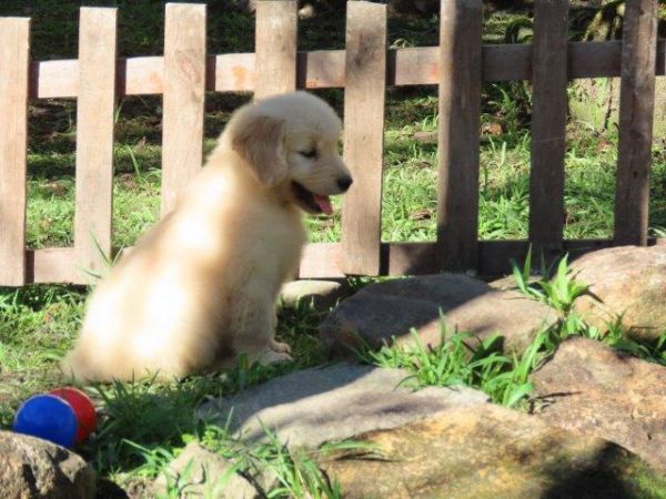 Golden Retriever OPORTUNIDADE Tajj Mahall Filhote Fmea Microchip Pronta Para Ser Entregue Curitiba