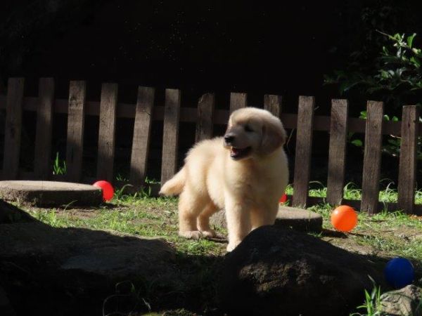 Golden Retriever OPORTUNIDADE Tajj Mahall Filhote Fmea Microchip Pronta Para Ser Entregue Curitiba
