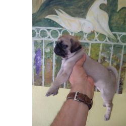 Pug Pug Carlin Sublime Porto PORTO