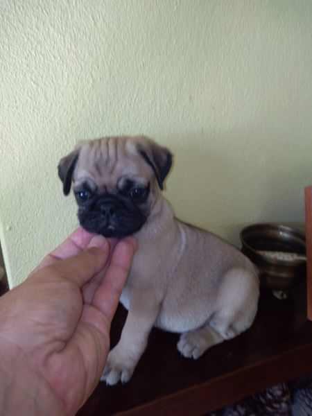 Pug Carlin Sublime
