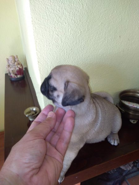 Pug Carlin Sublime