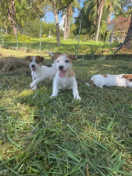 JACK RUSSELS CRIADOS POR MDICA VETERINRIA ESTE  APENAS UM DOS NOSSOS DIFERENCIAIS