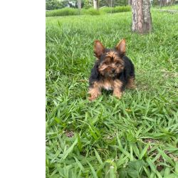 Yorkshire Terrier YORKSHIRES CRIADOS POR MDICA ESTE  APENAS UM DOS NOSSOS DIFERENCIAIS So Paulo So Paulo