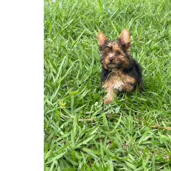 Yorkshire Terrier SEU YORKSHIRE EST AQUI CES CRIADOS POR MDICA VETERINRIA So Paulo So Paulo