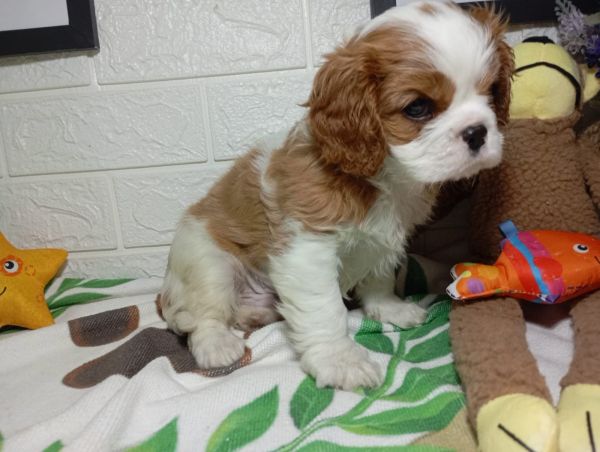 cavalier king charles