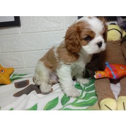 Cavalier King Charles cavalier king charles Paran So Jos Dos Pinhais