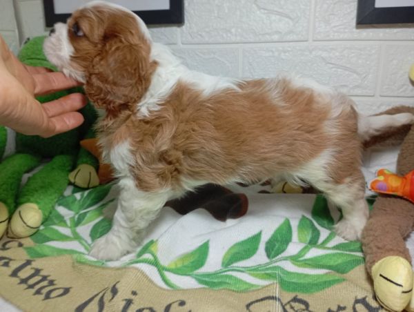 cavalier king charles