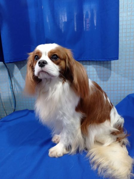 cavalier king charles