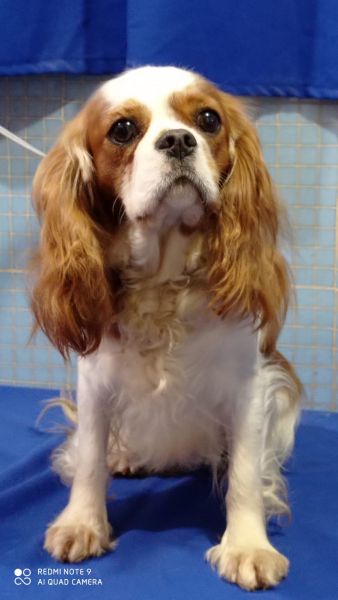 cavalier king charles