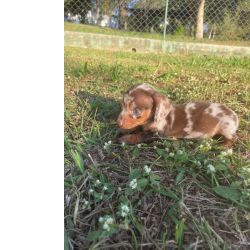 Dachshund VENHA BUSCAR O SEU TECKEL COM A GENTE E SURPREENDA SE COM NOSSO TRABALHO So Paulo So Paulo