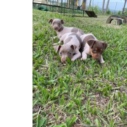 Fox Paulistinha FOX PAULISTINHAS PARA IMPRESSIONAR QUEM VOC AMA CES CRIADOS POR MDICA VETERINRIAS So Paulo So Paulo