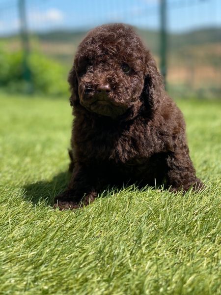 Canich toy Chocolate Brown