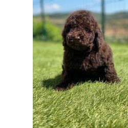 Caniche Toy Canich toy Chocolate Brown Bragana Castelaos