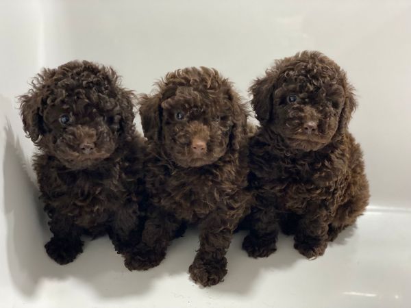 Canich toy Chocolate Brown