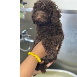 Caniche Toy Ultimo Caniche Toy Chocolate Pronto entrega Bragana Castelaos