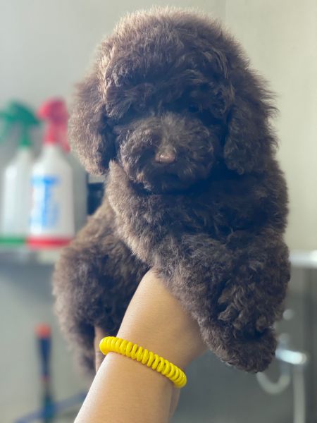 Ultimo Caniche Toy Chocolate Pronto entrega
