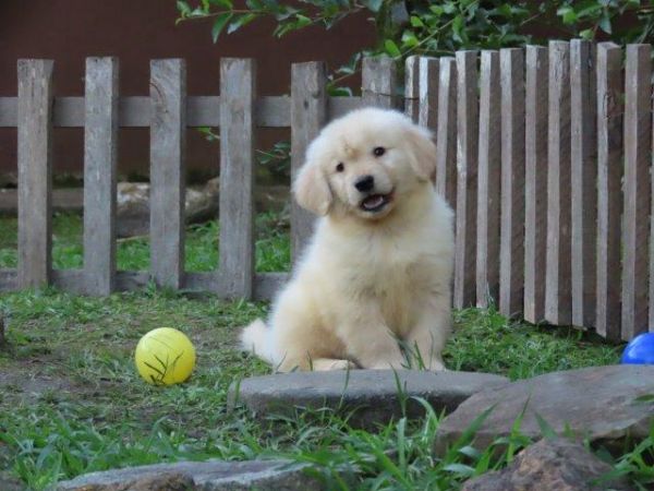 Inacreditvel Golden Retriever Tajj Mahall Filhote Macho Microchipado Curitiba Valor Reduzido