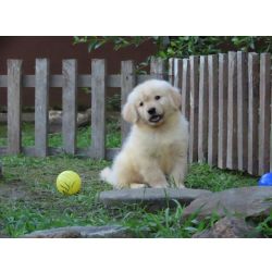 Golden Retriever Inacreditvel Golden Retriever Tajj Mahall Filhote Macho Microchipado Curitiba Valor Reduzido Paran CURITIBA