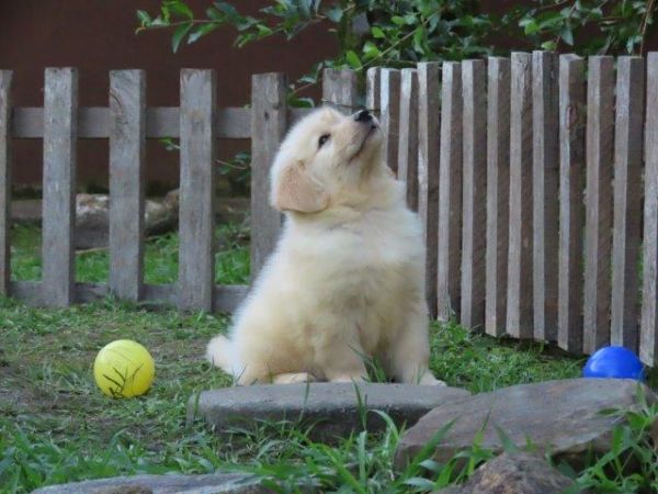 Inacreditvel Golden Retriever Tajj Mahall Filhote Macho Microchipado Curitiba Valor Reduzido