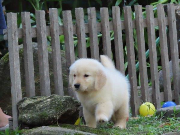 Inacreditvel Golden Retriever Tajj Mahall Filhote Macho Microchipado Curitiba Valor Reduzido