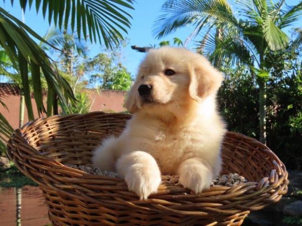 Inacreditvel Golden Retriever Tajj Mahall Filhote Macho Microchipado Curitiba Valor Reduzido