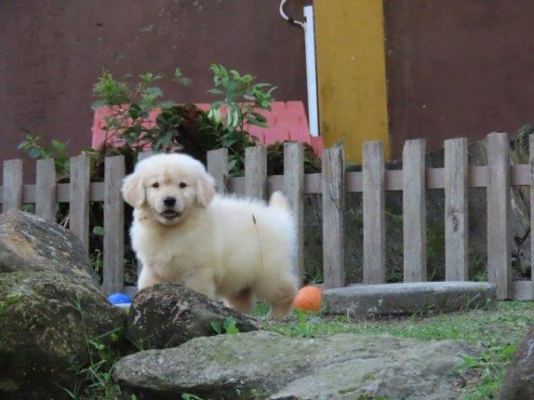 Inacreditvel Golden Retriever Tajj Mahall Filhote Macho Microchipado Curitiba Valor Reduzido