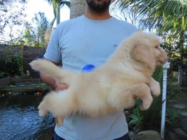 Inacreditvel Golden Retriever Tajj Mahall Filhote Macho Microchipado Curitiba Valor Reduzido