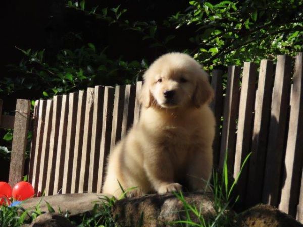 Imperdvel Golden Retriever Tajj Mahall Filhote Fmea Microchipada Curitiba Valor Muuuuito Reduzido